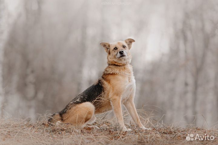Марку очень нужен хозяин