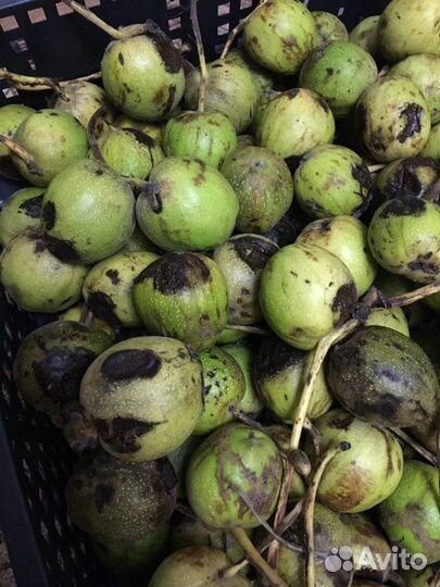 Плоды маньчжурского ореха