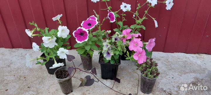 Набор растений