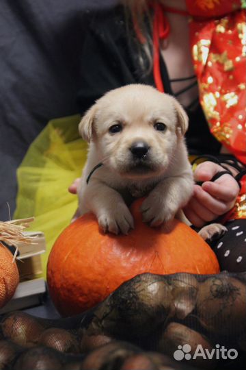 Лабрадор ретривер щенки