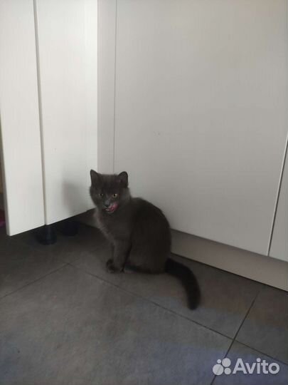 Кошечка мышеловка