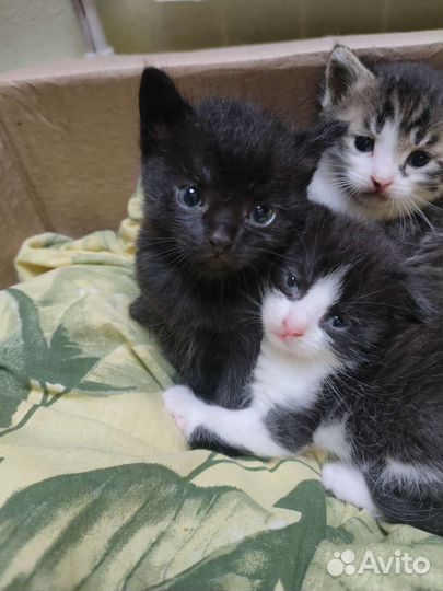Котята