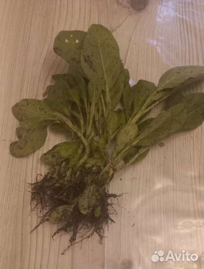 Рассада табака