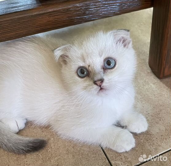 Шотландский котик