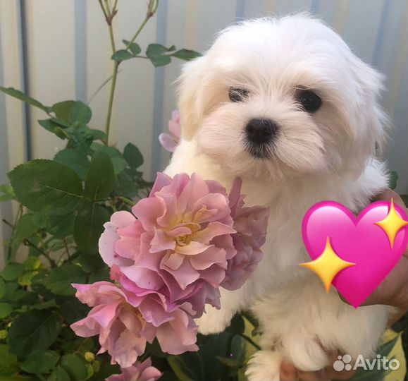 Щенки мальтезе