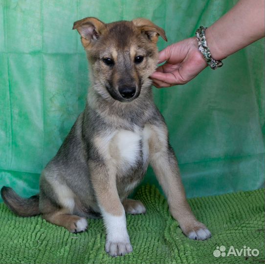 Собака в добрые руки отдам бесплатно