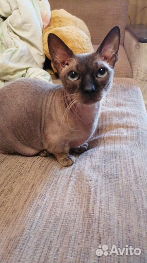 Кот бесплатно