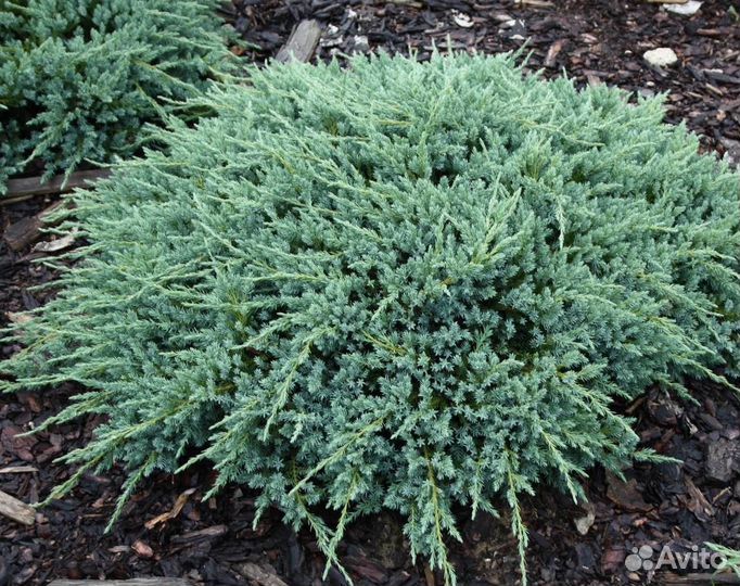 Хвойные растения