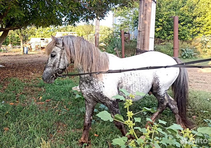 Жеребчик пони