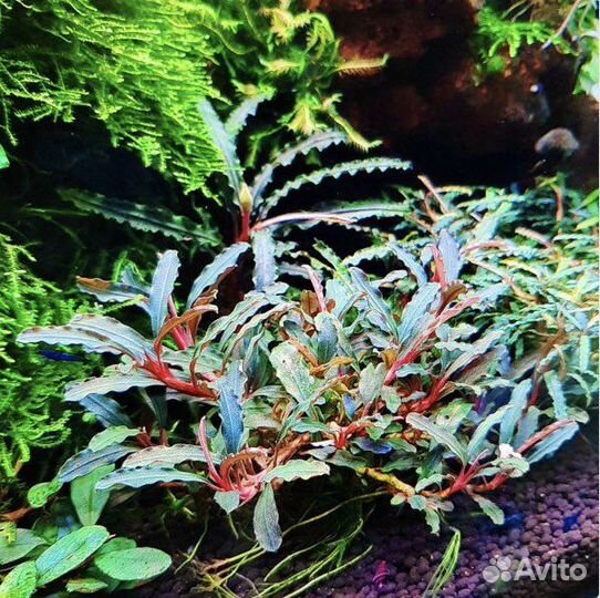 Аквариумные мхи и буцефаландры.Сайдекс