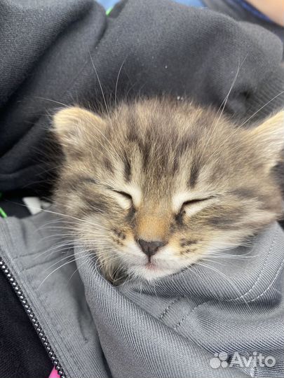 Отдам бесплатно котят