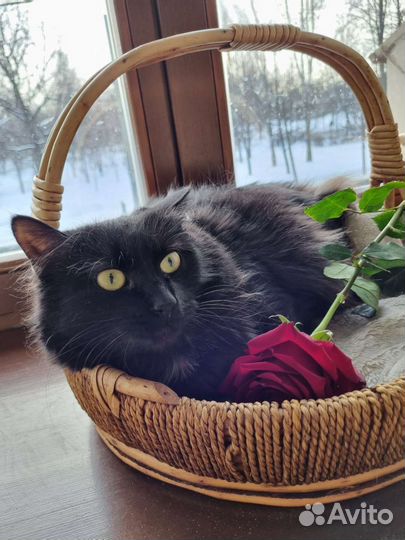 Черная ангорская кошка с зелеными глазами