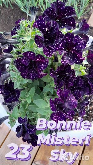 Вегетативная петуния