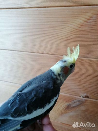 Попугай карелла птенцы