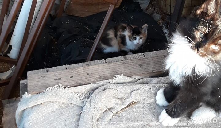 Котята бесплатно