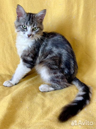 Кошка-подросток в добрые руки