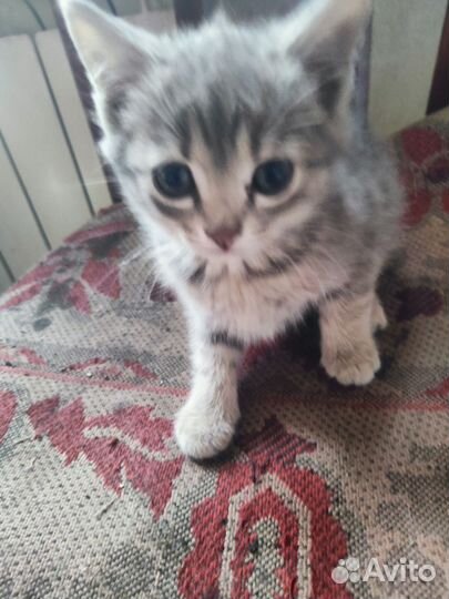 Кошки в добрые руки бесплатно