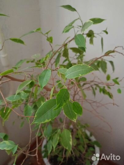 Фикус бенджамина большой