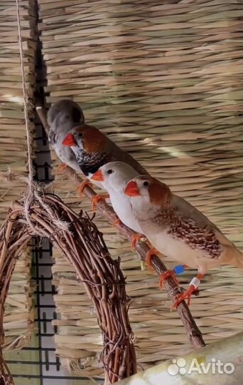 Зебровые амадины