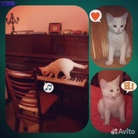 Отдам котенка