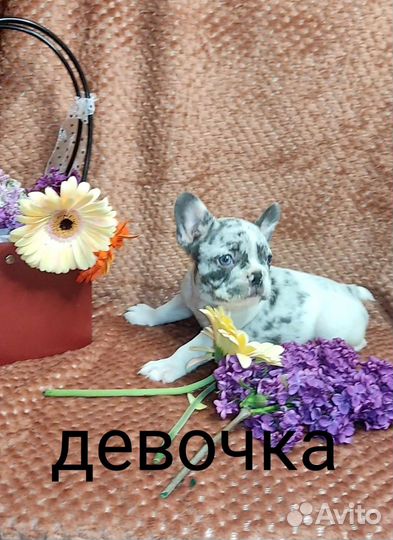 Девочка французского бульдога