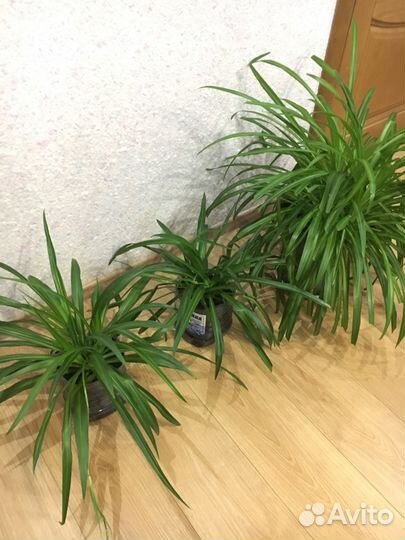 Хлорофитум