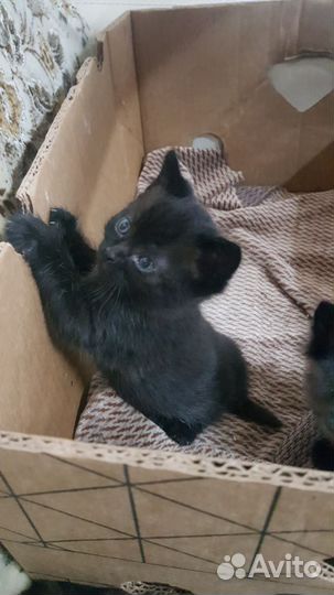 Кошка в дар бесплатно