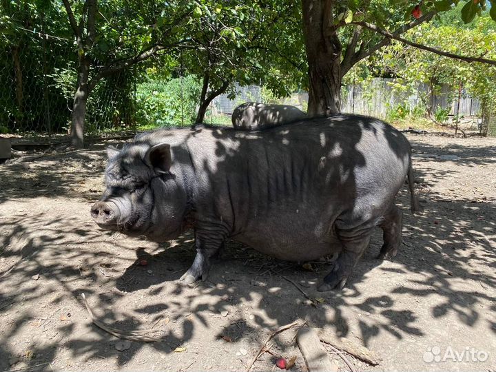 Поросята на мясо