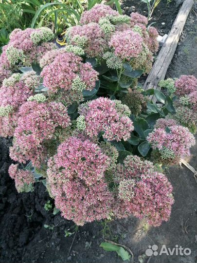 Очитки (седумы)