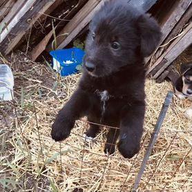 Щенки в добрые руки бесплатно