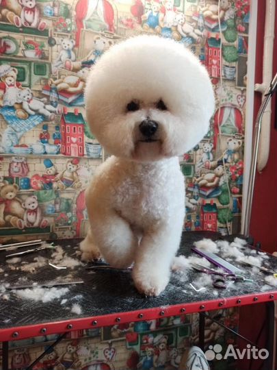 Курсы груминга