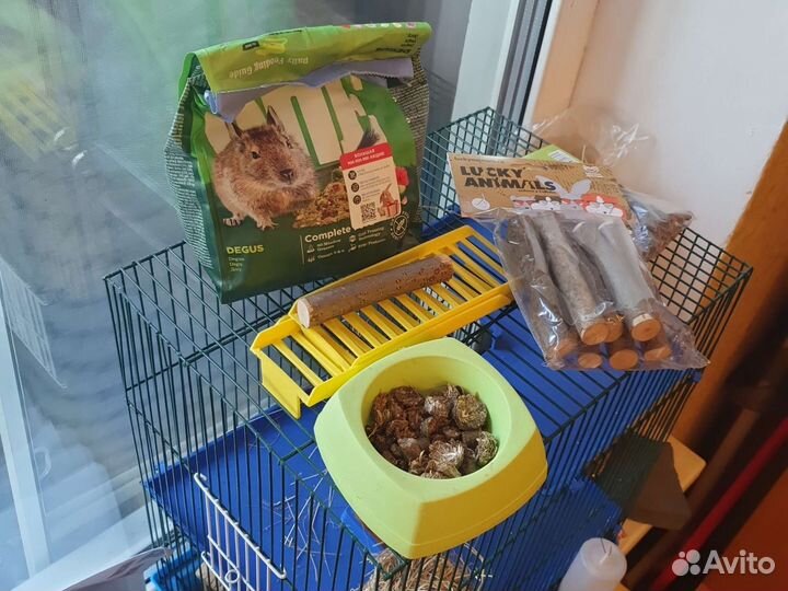 Клетка для дегу