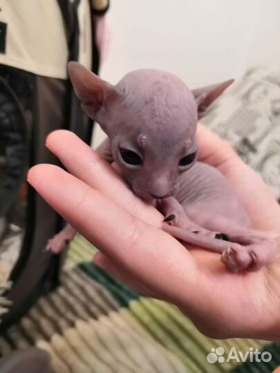 Котята Донской сфинкс