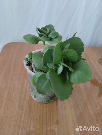 Комнатные растения