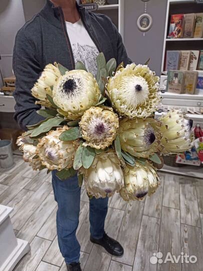 Экзотические Цветы Протея