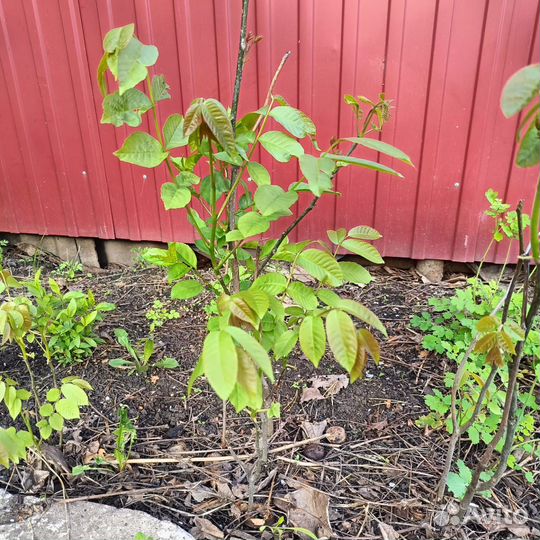 Грецкий орех саженцы