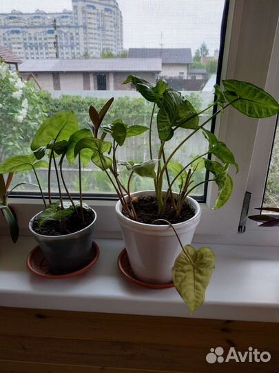 Комнатные растения