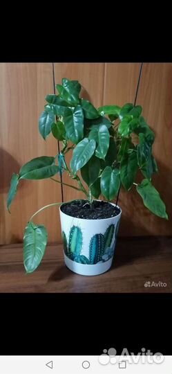 Филодендрон Бурле Макс