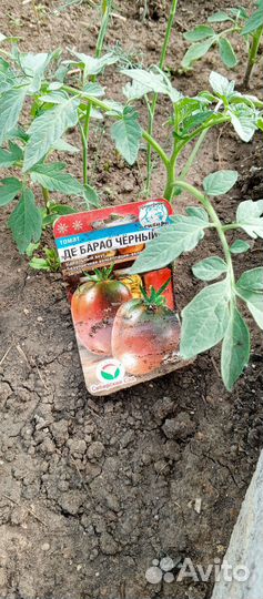 Рассада томатов