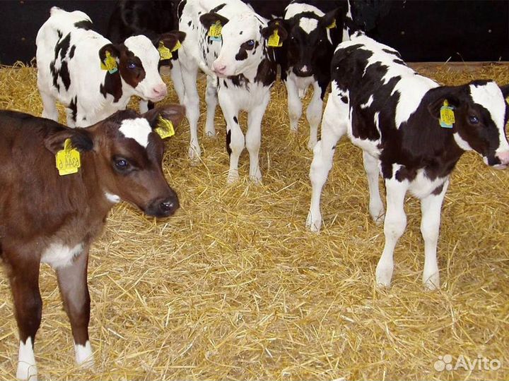 Бычки и телята на откорм, мясные