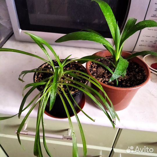 Комнатные растения цветы