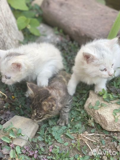 Котята мейн-кун