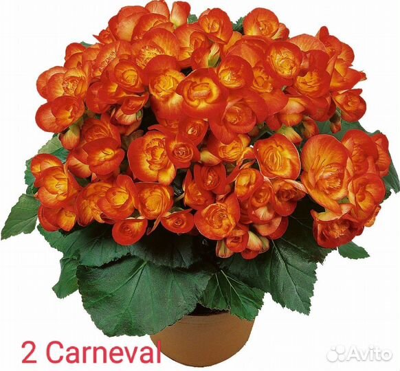 Не укоренённые черенки расстояний (срез )