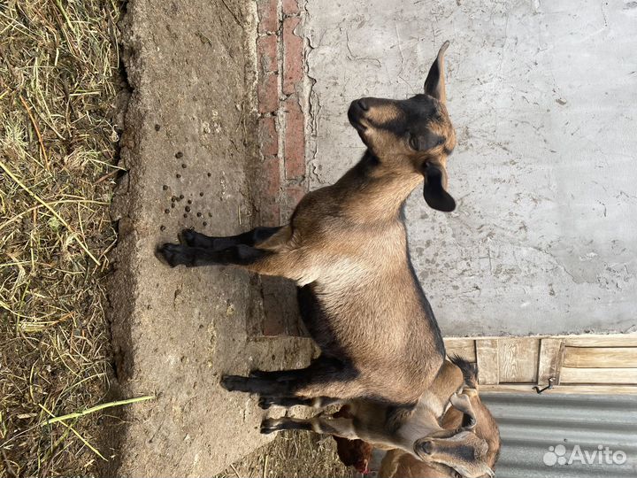 Козлята от высокоудойной козы