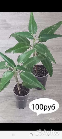 Каланхоэ лечебный, алоэ вера