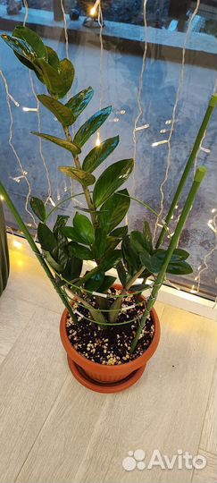 Замиокулькас