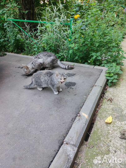 Котёнок британец во дворе