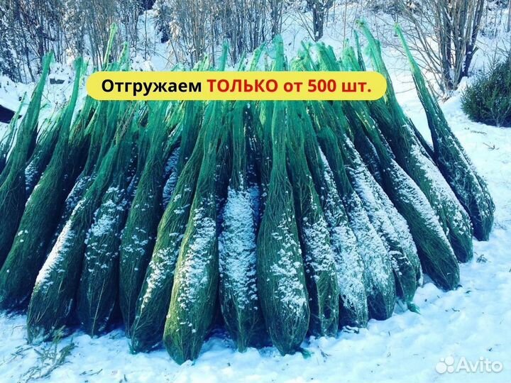 Новогодние сосны