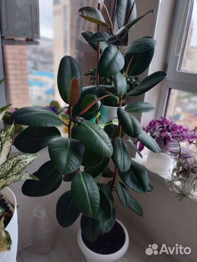 Фикус,бенджамина,фиалки и многое другое