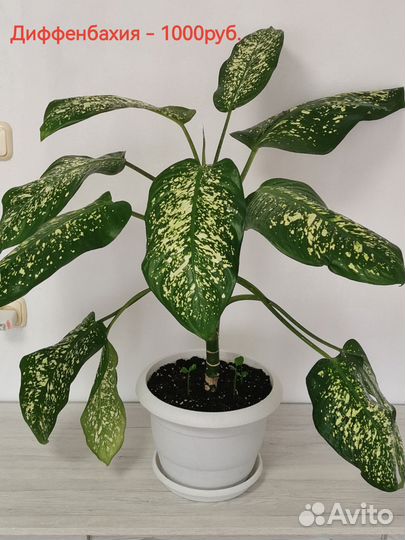 Диффенбахия